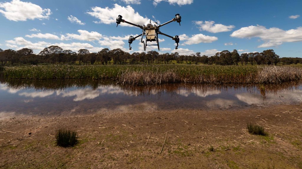 DJI T40 Over Cattail Grass