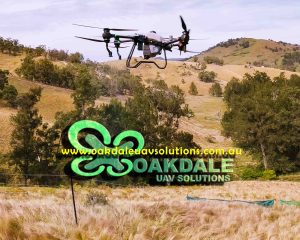 DJI T40 Spray drone hovering over Serrated Tussock